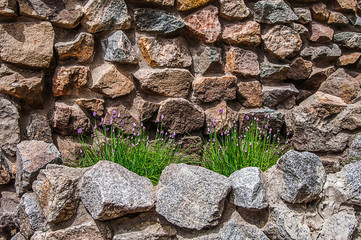 texture wall with granite stone with flower lawn.