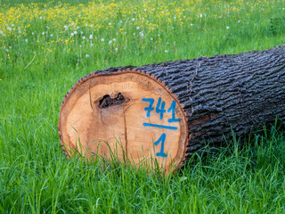 Markierte Baumstämme