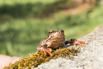 The frog sits on a rock covered with moss