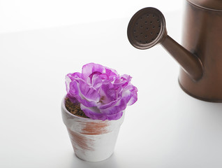 Close-up of a watering can next to a flower in a pot on white background. Isolated. Gardening.