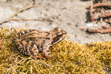 The frog sits on a rock covered with moss