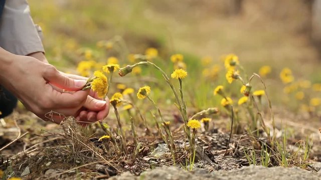 Woman's hands picking the yellow flowers
