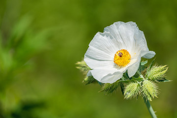 Naklejka premium White Prickly Poppy (Argemone albiflora) wildflower blooming in spring. Natural green background with copy space.