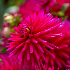 Obraz premium Schöne pinke Dahlie