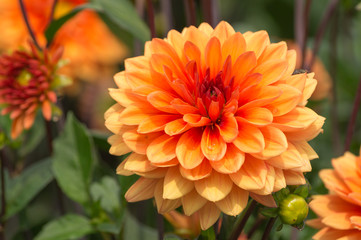 Orange Balldahlie