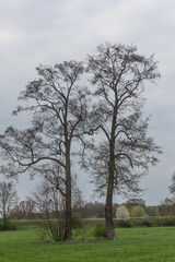 Obraz premium Spring landscape