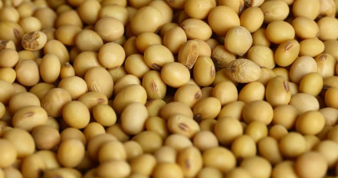 4k soybean beans closeup,seeds food raw material,delicious dishes seed bean.