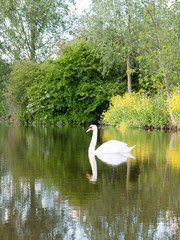 Fototapeta na wymiar gorgeous shots of a single swan on a lake close up reflected resting and being serene and powerful on a summer's afternoon in late spring and early summer with bright light