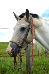 horse with saddle