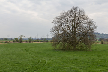 Spring landscape