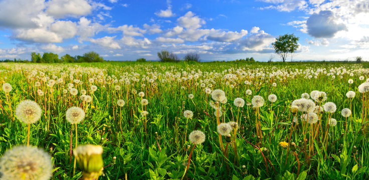 Fototapeta Dandelions