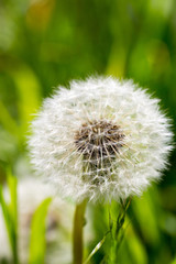 Pusteblume im Hülser Bruch