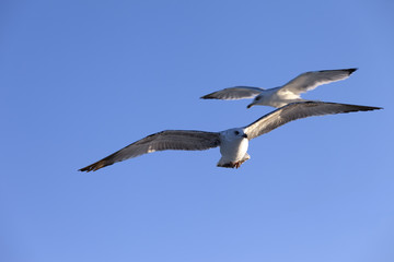 Seagulls flying at blue clear sky