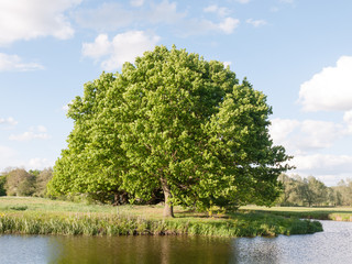 a big single oak tree at the side of a river in detail in the sunny summer light late afternoon lush along the river stour in dedham of essex england in the uk