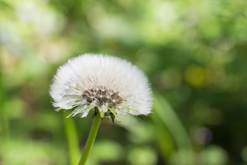 Pusteblume im Hülser Bruch