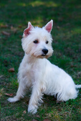 West Highland White Terrier