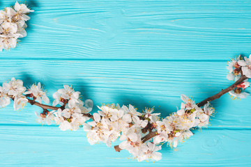 Spring blossom on blue background