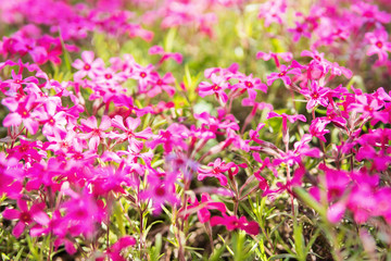 Obraz premium Beautiful background with purple flowers phlox close-up