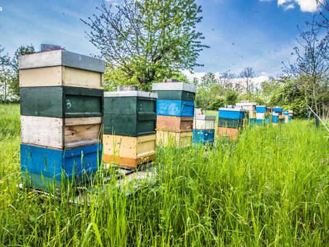 Bienenkästen im Frühjahr