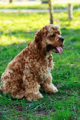 dog breed American Cocker Spaniel