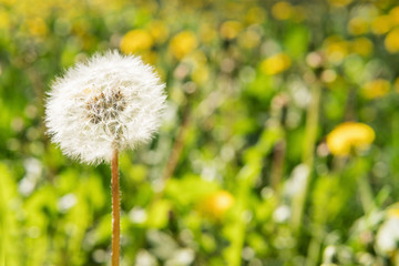 One mature white fluffy dandelion against a blurred background of green grass