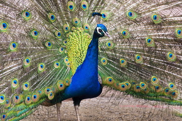 Obraz premium Beautiful peacock male showing bright colorful feathers