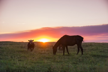 Pampas Landscape