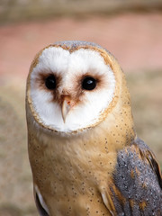 Portrait of Barn Owl, Tyto alba