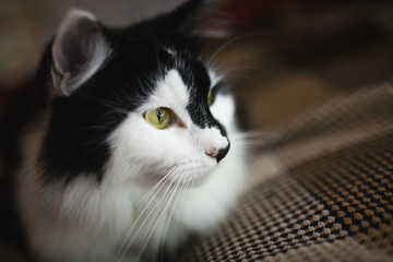 home cat looks at the camera
