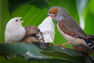 Feeding finches