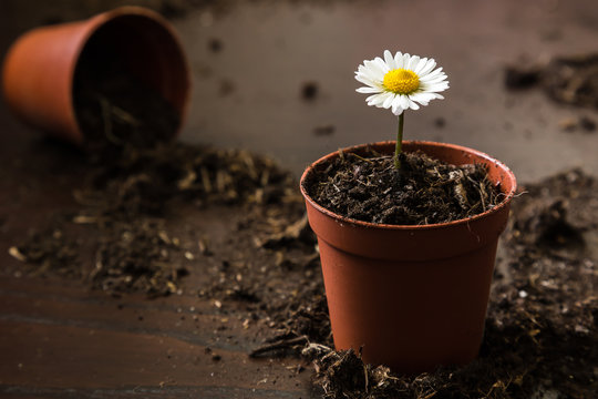 A little flower in a pot