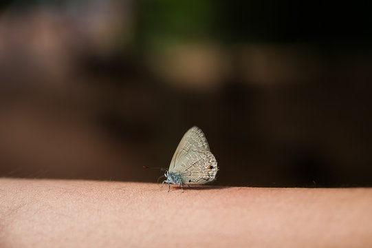 A tiny butterfly on my arm, Sakaeo, Thailand