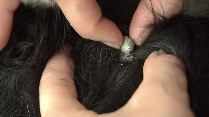 Close Up The Dog Ticks.