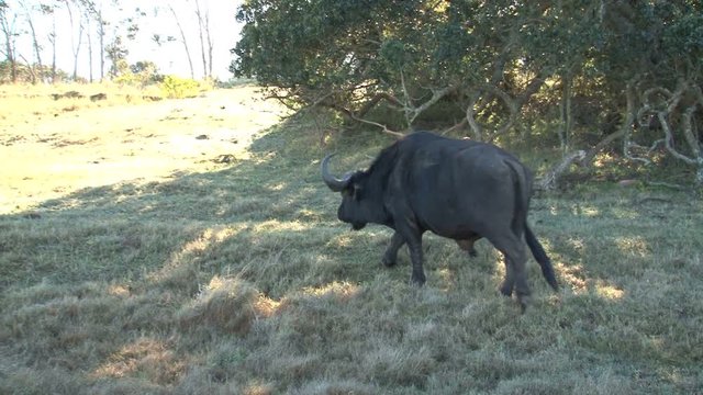 Buffel walking slowly