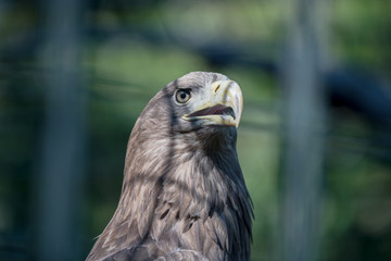 Kopf eines Seeadlers