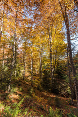 Majestic landscape with autumn trees in forest