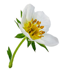 strawberry flower isolated on white