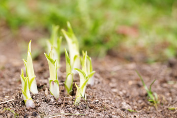 Ground escapes hosts in the spring