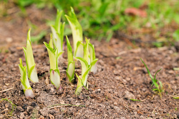 Ground escapes hosts in the spring