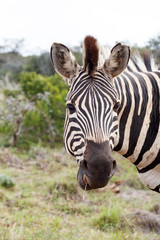 Fototapeta premium Zebra peaking for a photo