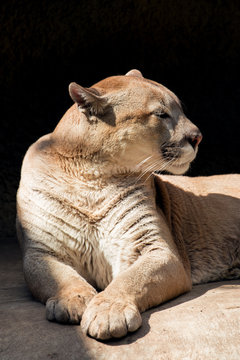 The lying puma against a dark background