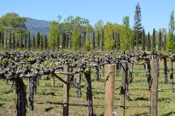 Fototapeta na wymiar Napa Valley Vineyard Vines