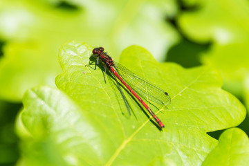 Male Large Red Damselfly, Pyrrhosoma nymphula, on a leaf