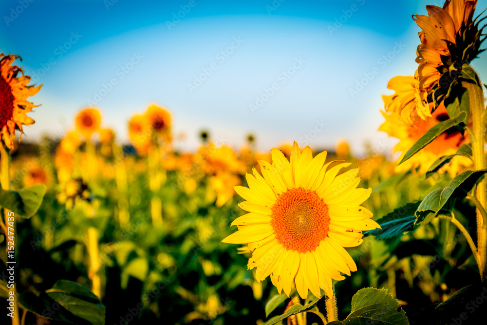 Wall mural sunflower in field 2