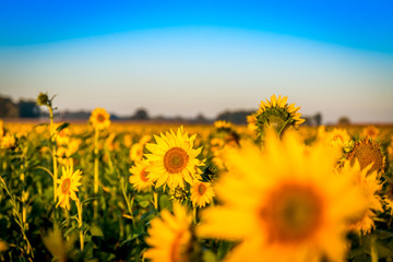 Obraz premium Sunflower in Field 3