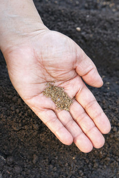 Sow vegetable seeds. Woman's hand makes small seeds in the black earth land closeup