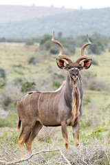 Kudu standing tall between the branches
