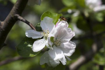 Blooming apple tree