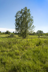 Fototapeta premium Tall tree isolated on a grass field and blue sky