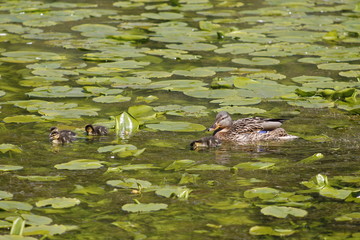 Canards